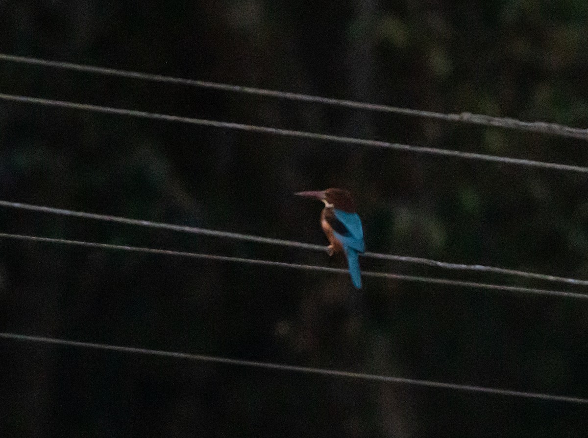 White-throated Kingfisher - ML645778345