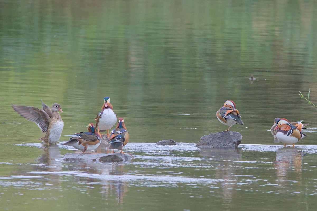 Mandarinente - ML645778361