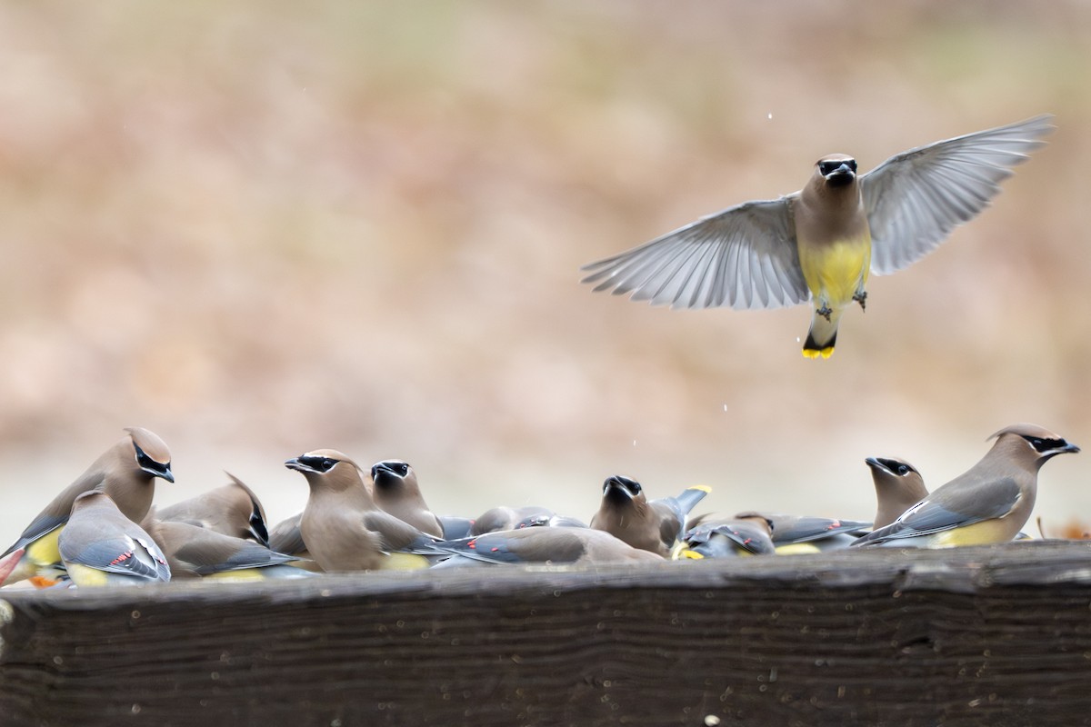 Cedar Waxwing - ML645778365