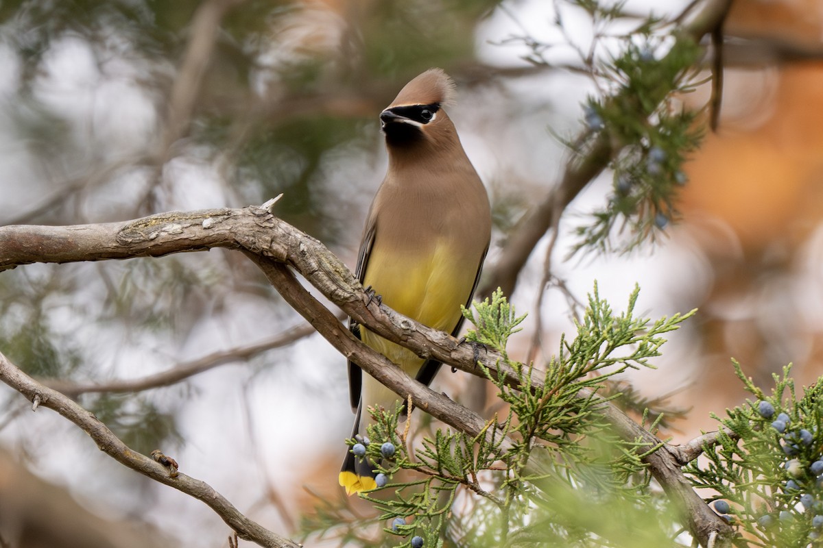 Cedar Waxwing - ML645778366