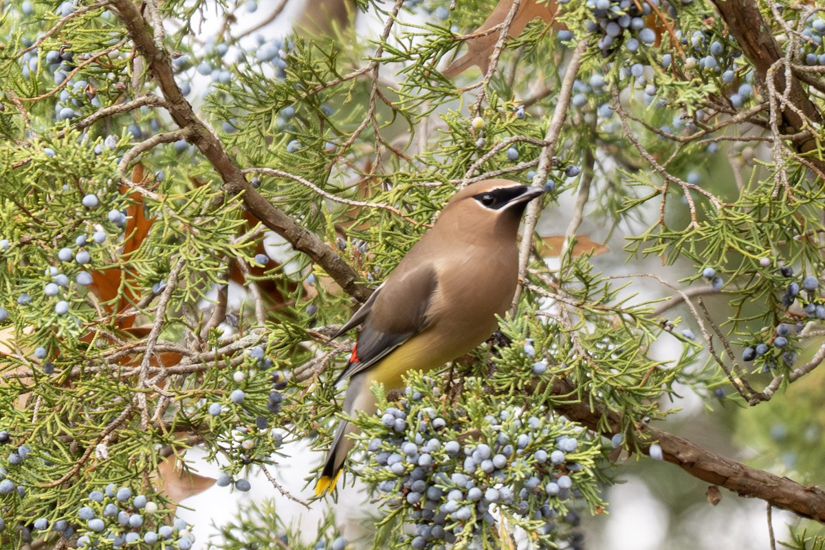 Cedar Waxwing - ML645778367