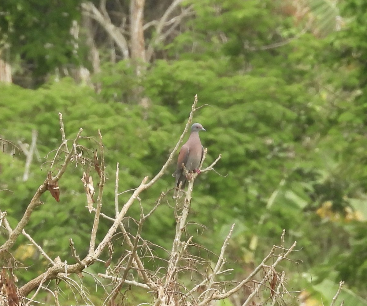 Pale-vented Pigeon - ML645778369