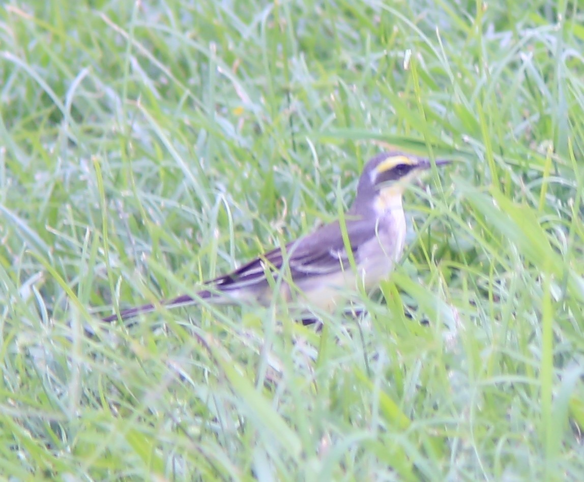 østgulerle - ML645778383