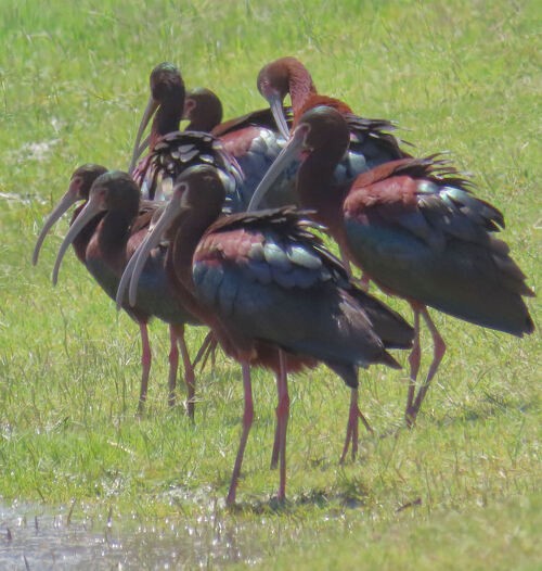 hvitgrimeibis - ML645778385