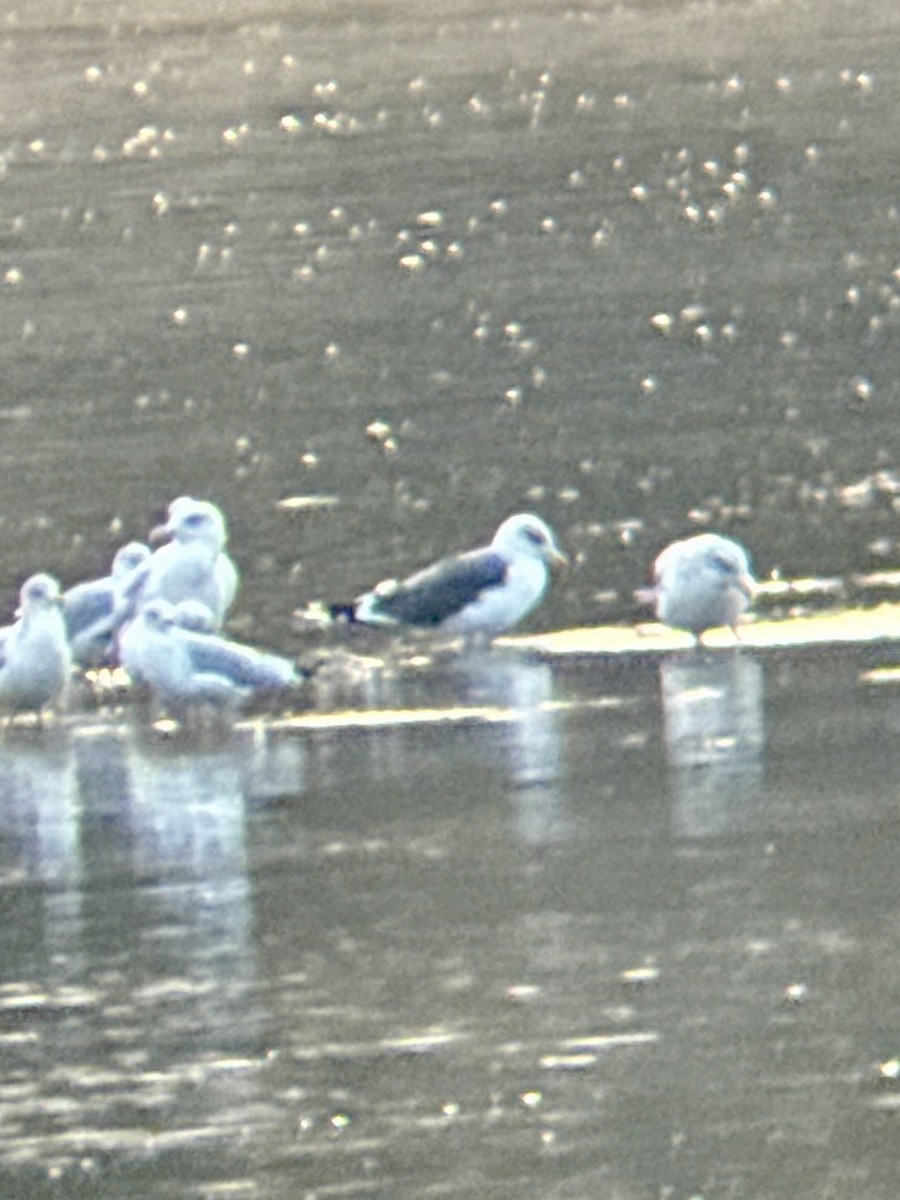 Heringsmöwe - ML645778387