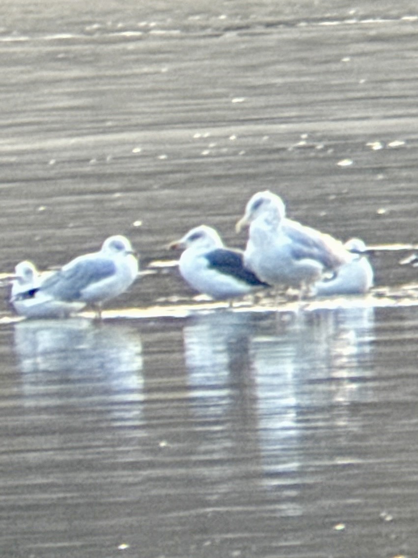 Heringsmöwe - ML645778388