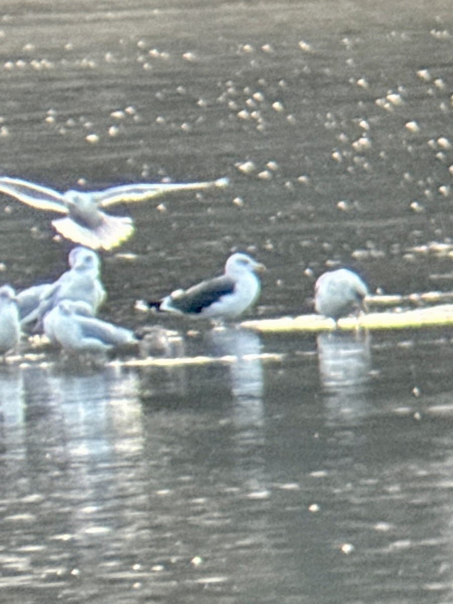 Heringsmöwe - ML645778389