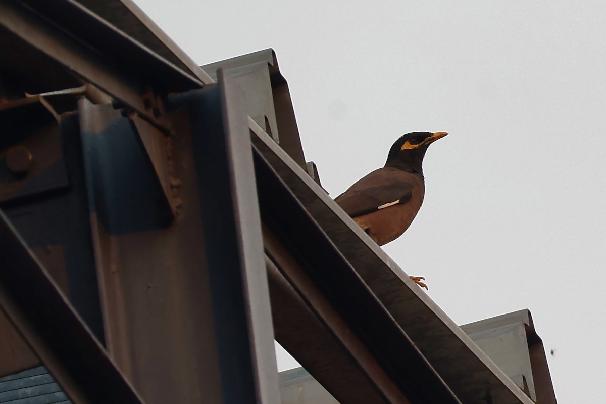 hyrdestær - ML645778390