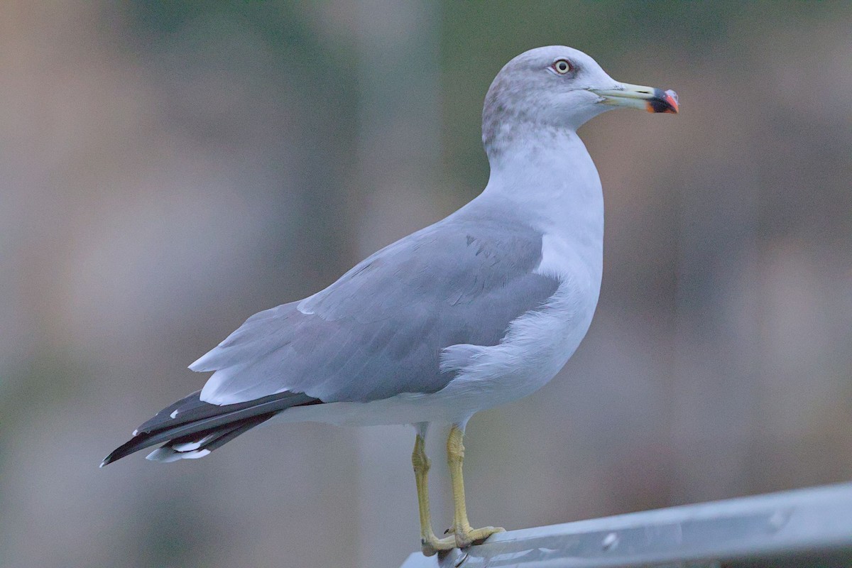 japanmåke - ML645778391