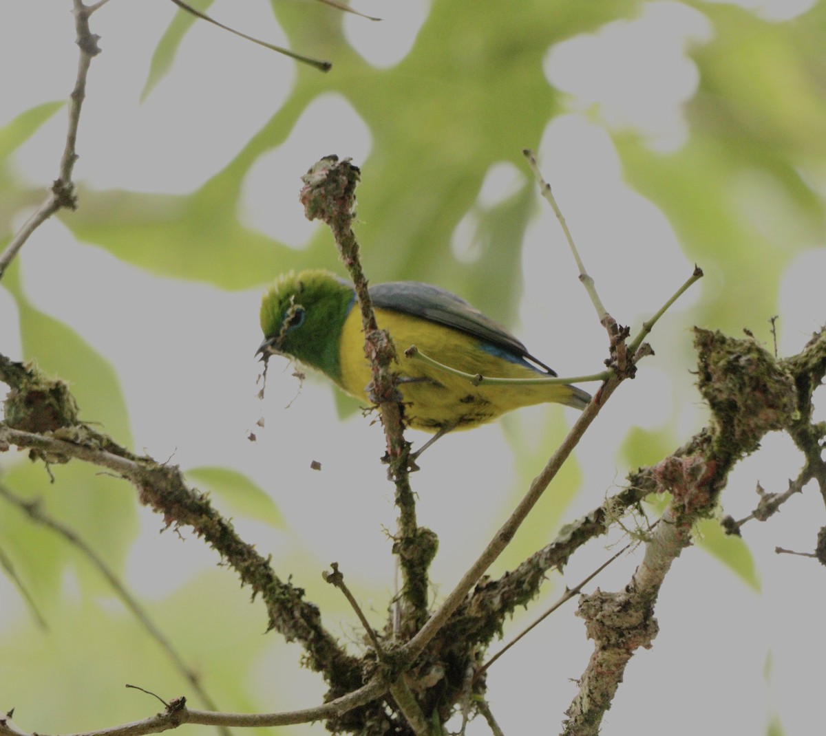 blånakkeklorofonia - ML645778393