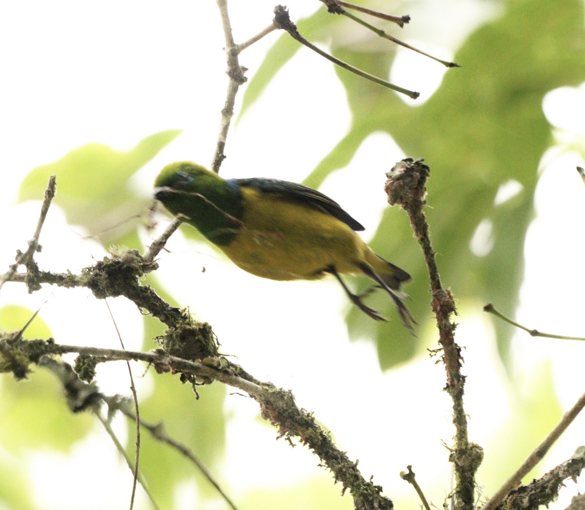 blånakkeklorofonia - ML645778394