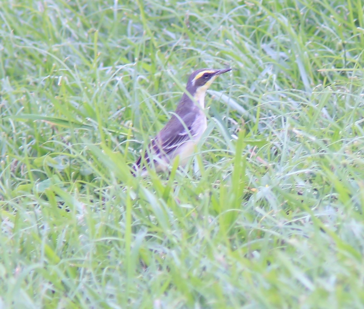 østgulerle - ML645778396