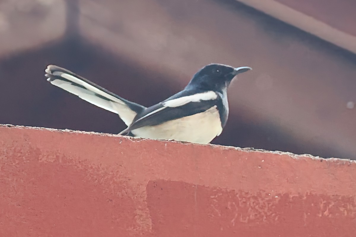 gasserskjæreskvett - ML645778398