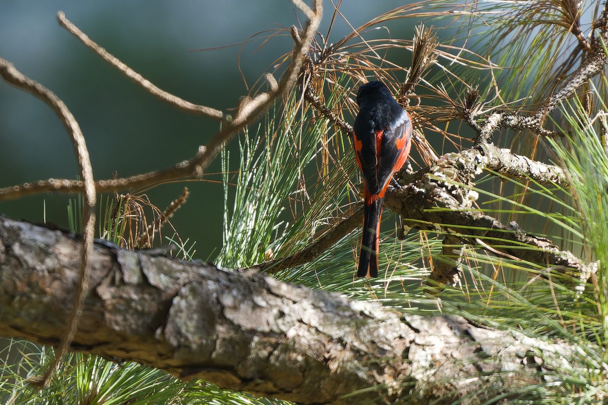 langstjertmønjefugl - ML645778399