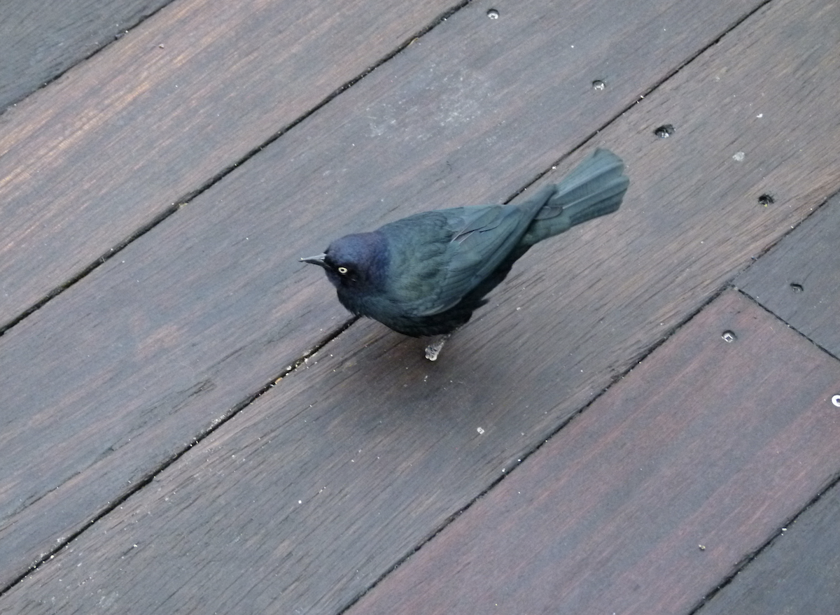 langstjertsmett - ML645778400