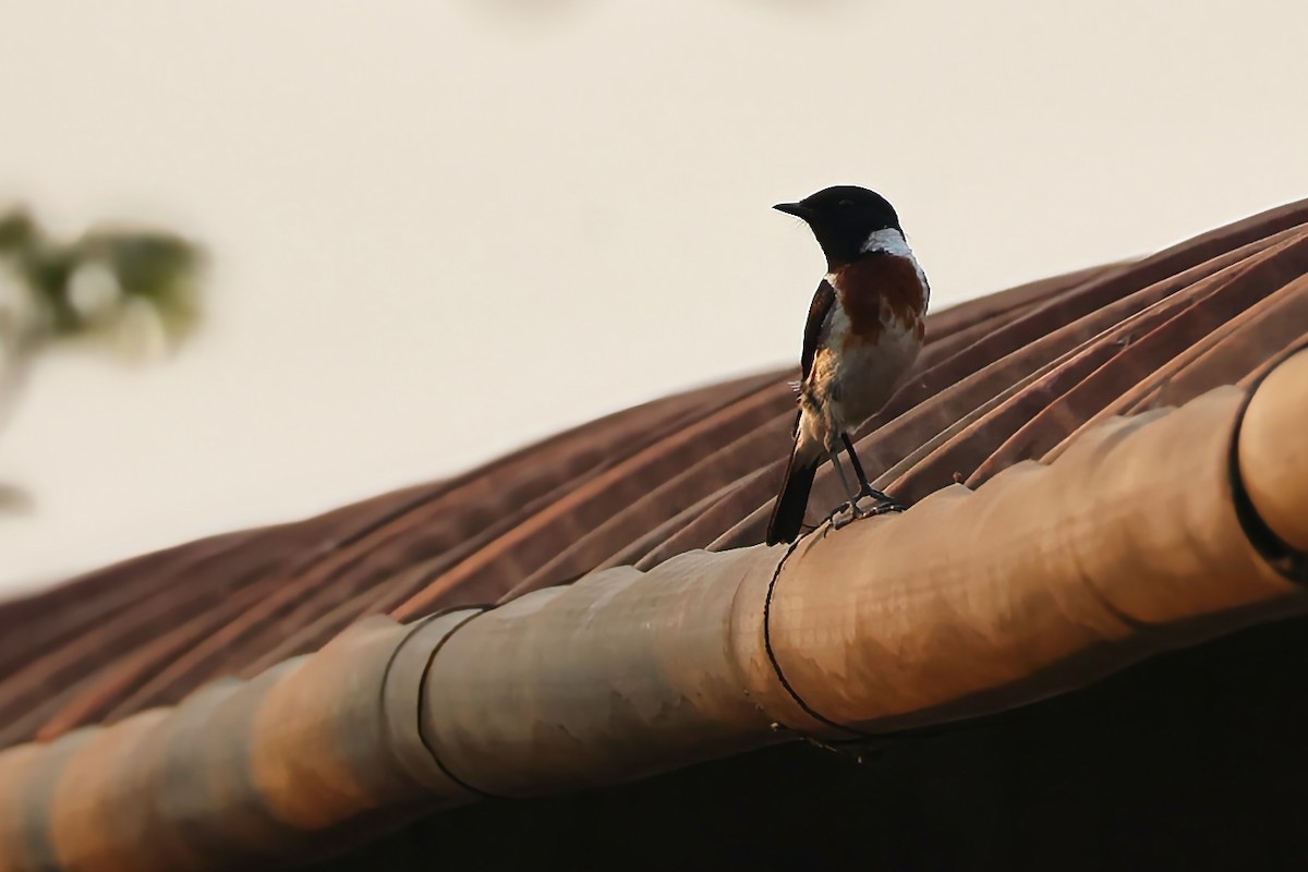 afrikasvartstrupe (sibilla) - ML645778401