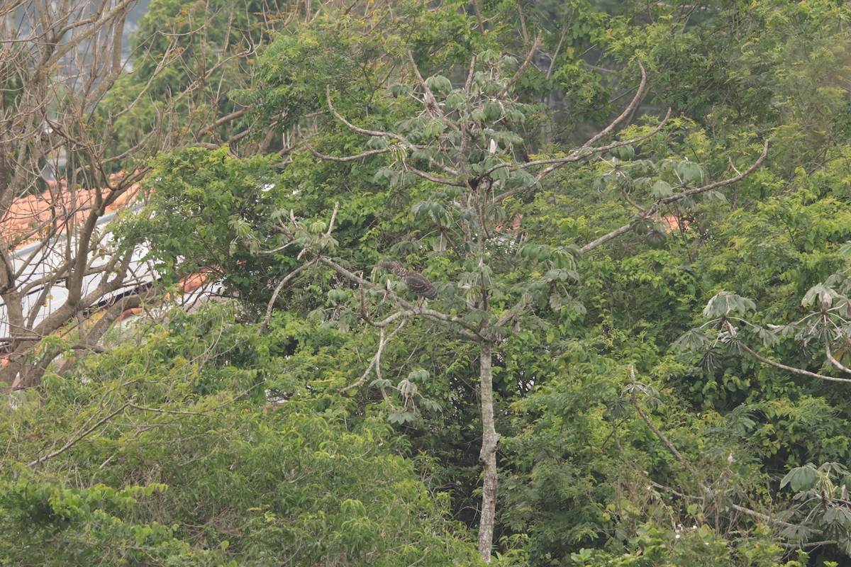 rusttigerhegre - ML645778403