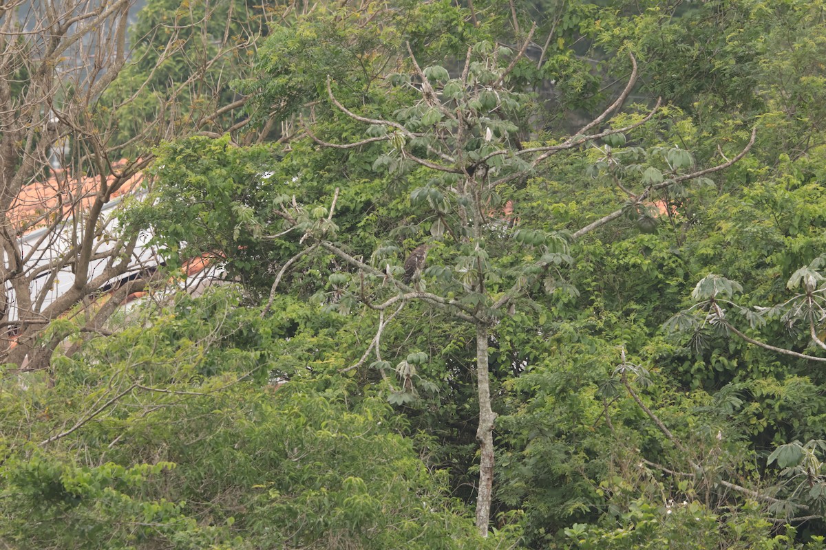 rusttigerhegre - ML645778404