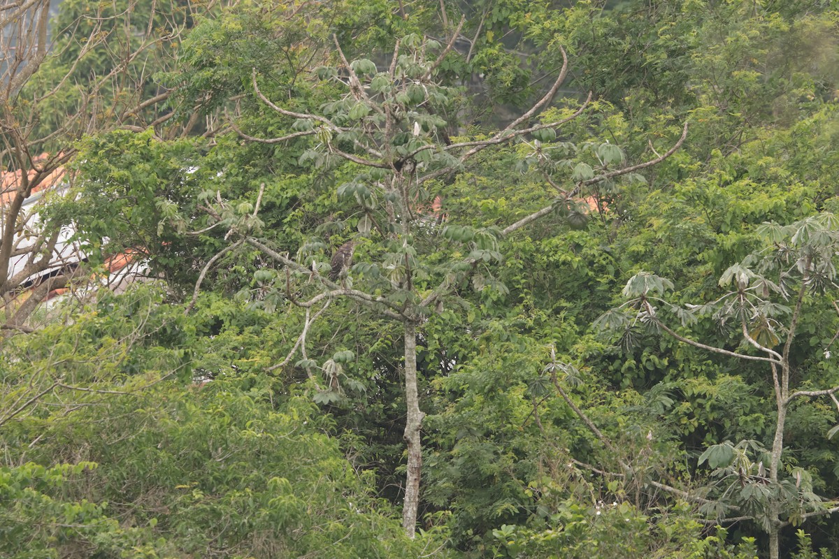 rusttigerhegre - ML645778405