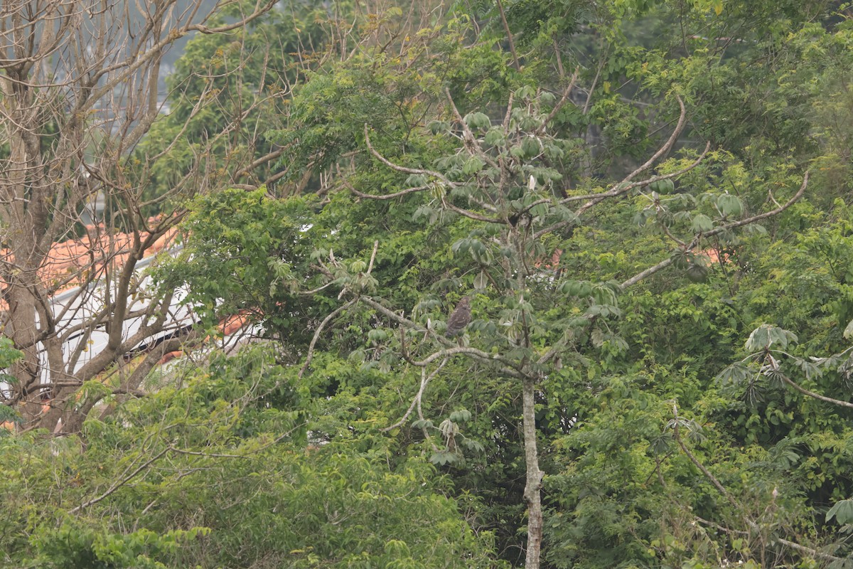 rusttigerhegre - ML645778406