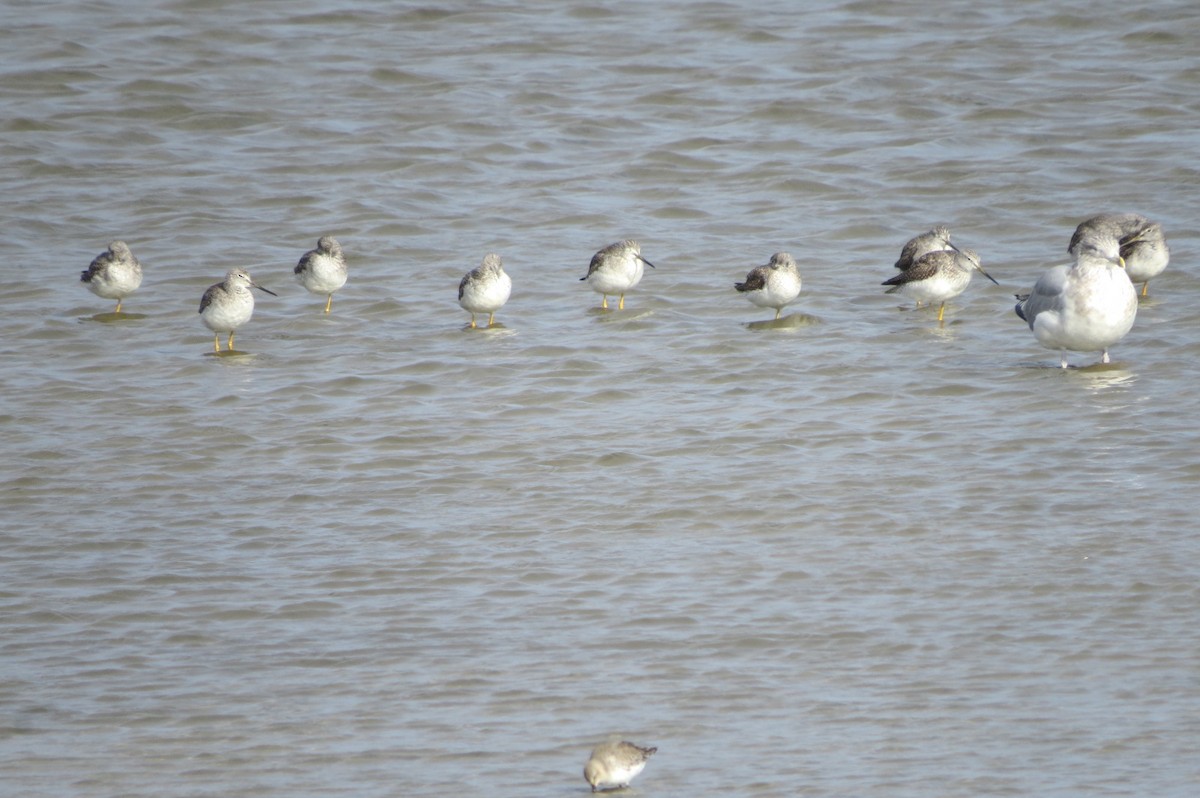 plystresnipe - ML645778408