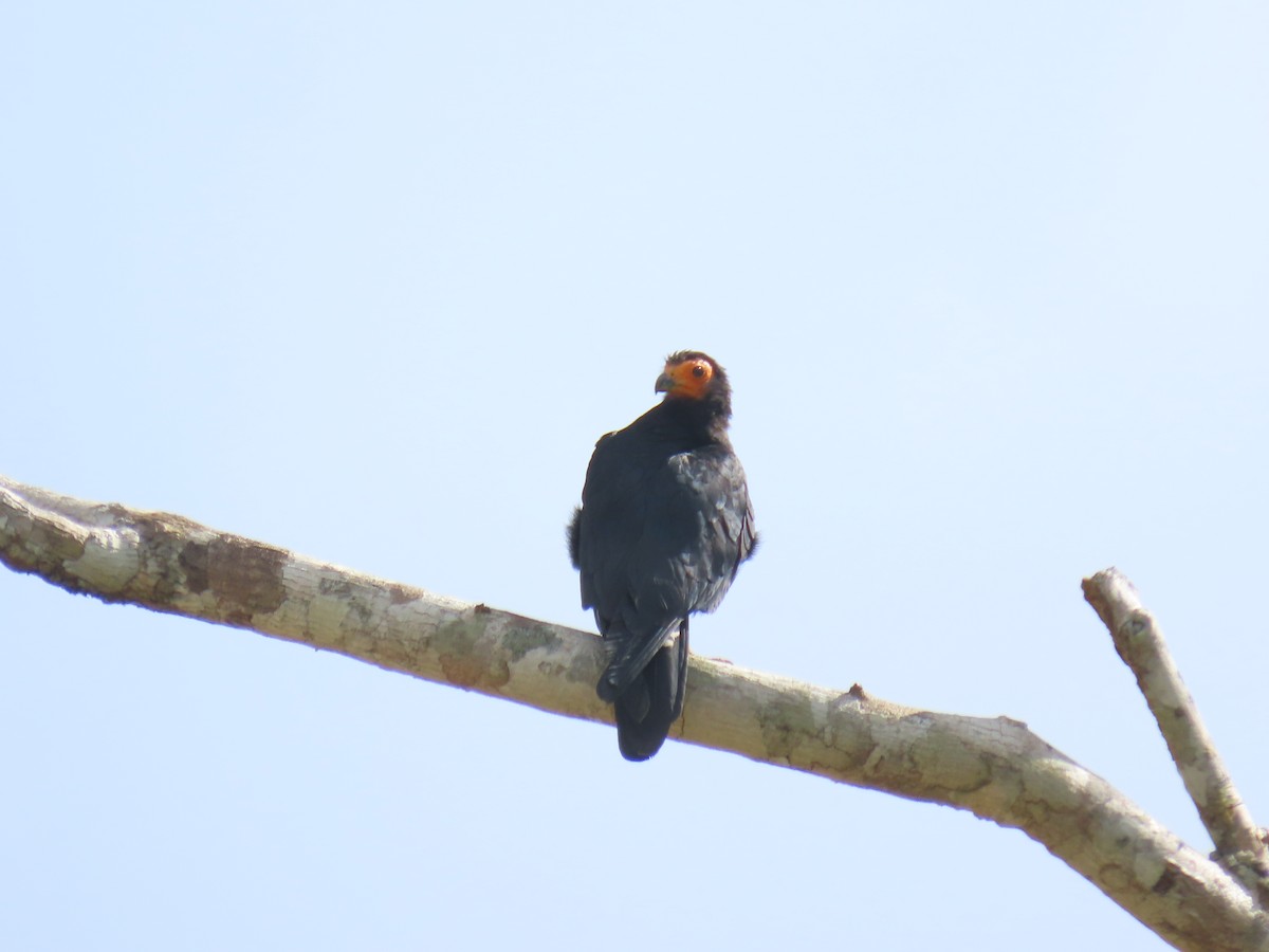 svartkarakara - ML645778409