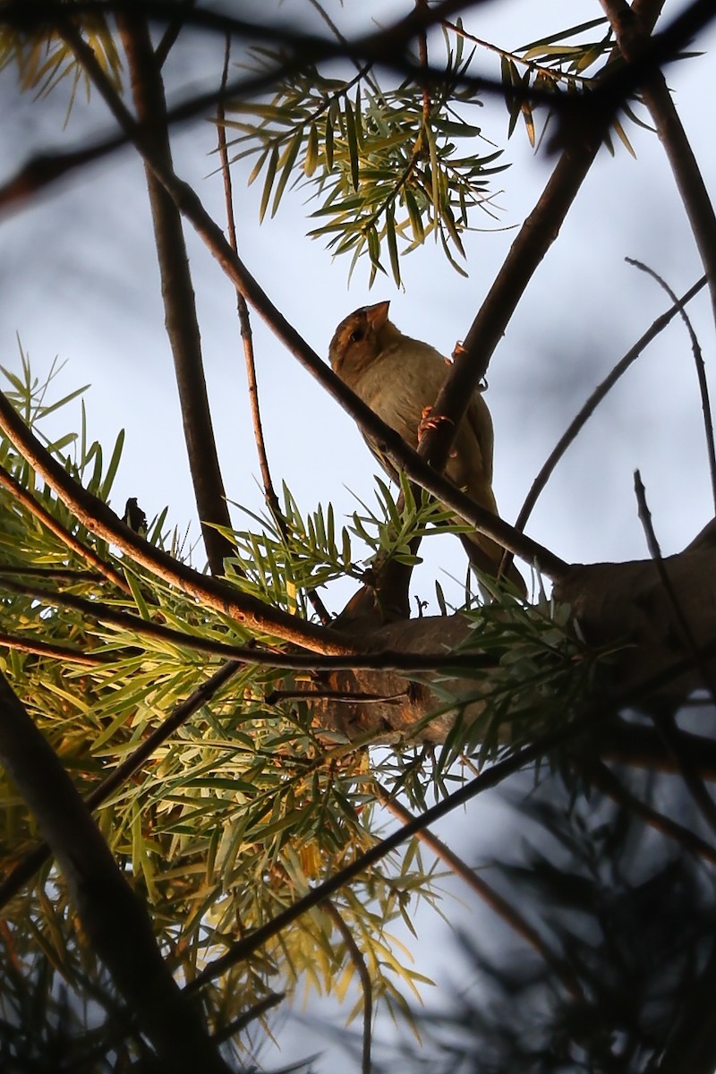 rødvever - ML645778410