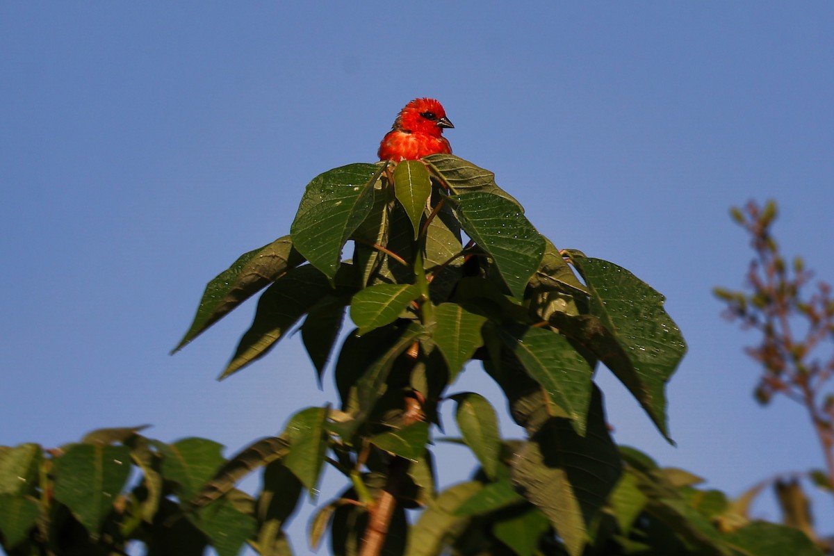 rødvever - ML645778411