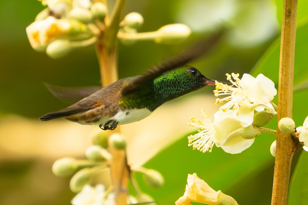 snøbukkolibri - ML645778412