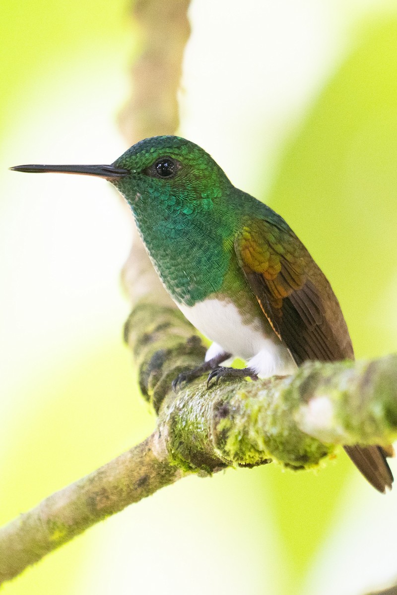 snøbukkolibri - ML645778413