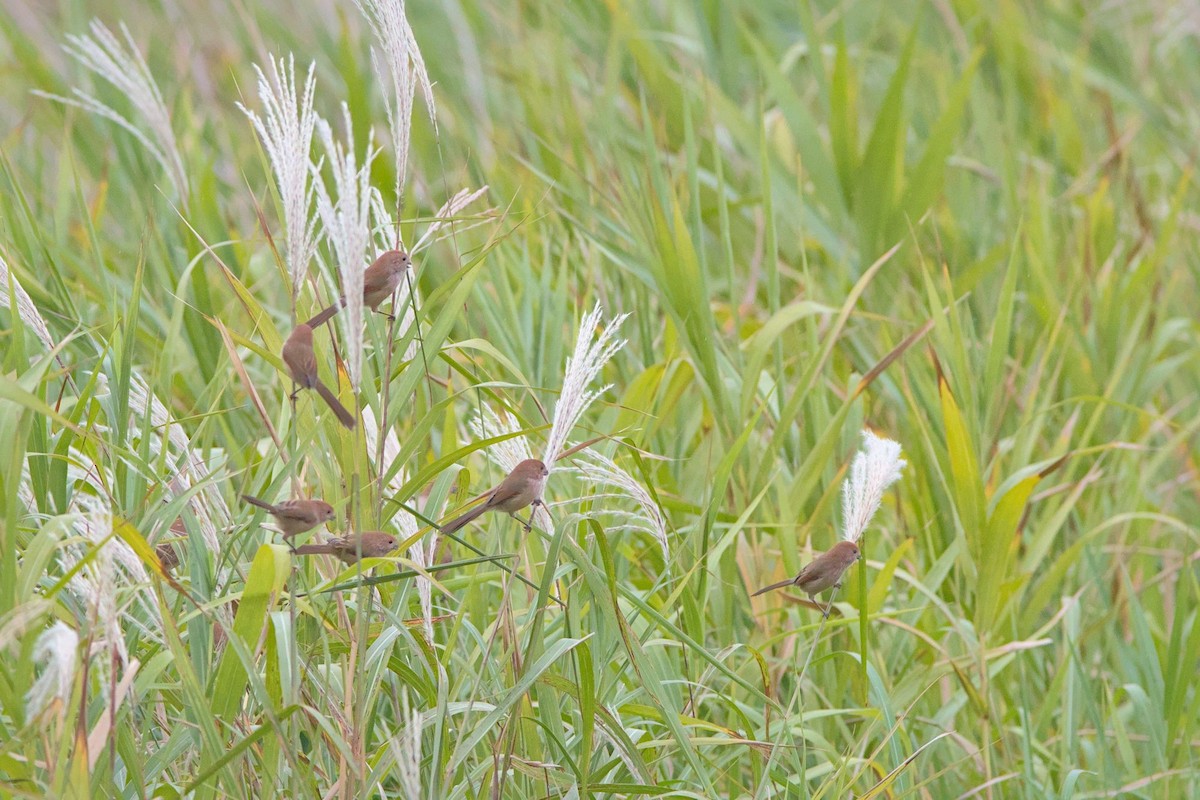 rosenbuttnebb - ML645778414