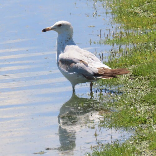 ringnebbmåke - ML645778415