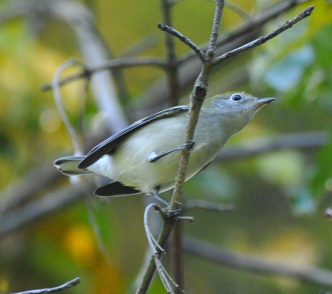 brunsideparula - ML645778416