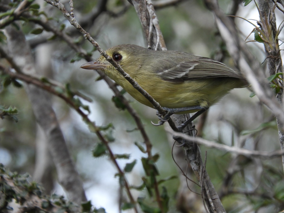 kubavireo - ML645778417