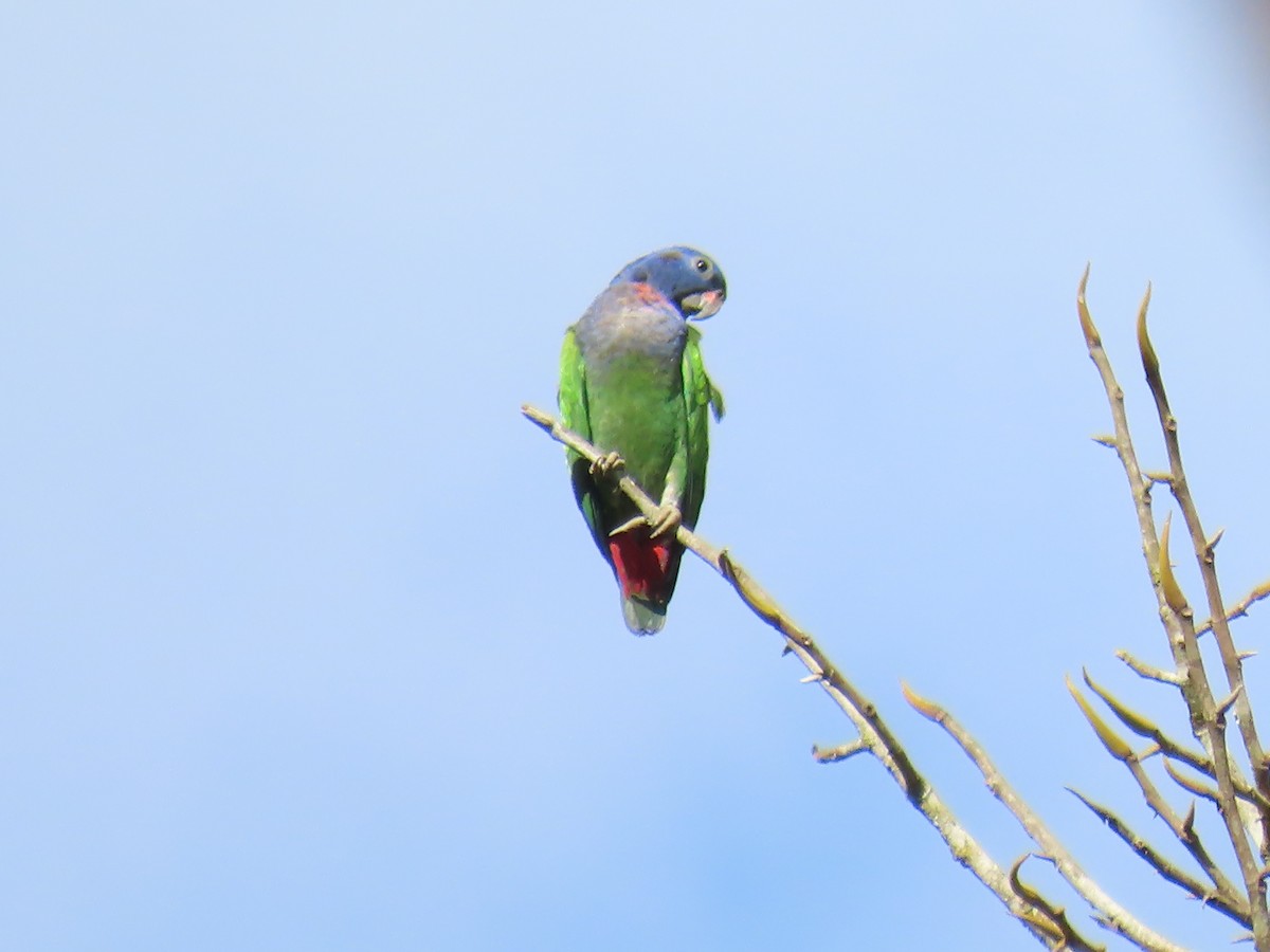 blåhodepapegøye - ML645778419