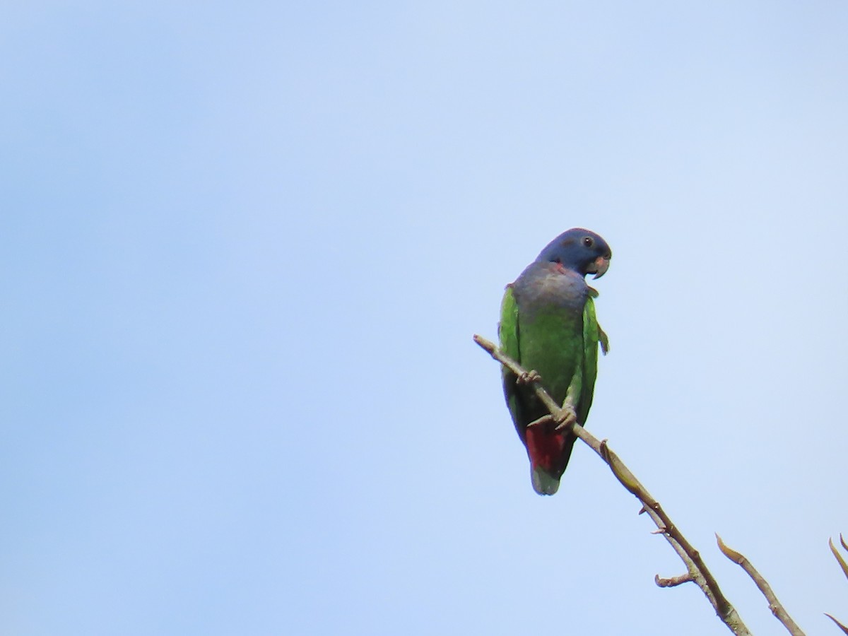 blåhodepapegøye - ML645778420