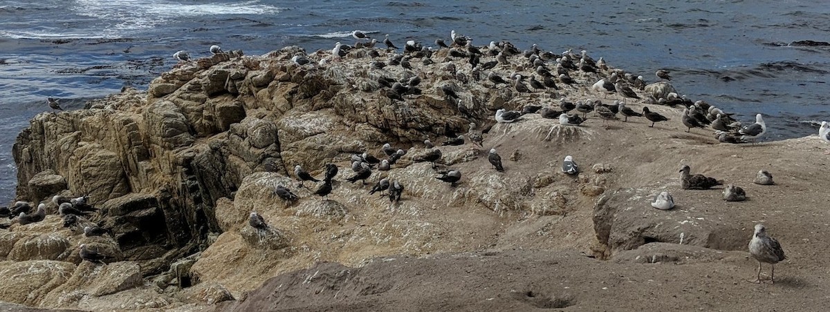 gull sp. - ML645778421