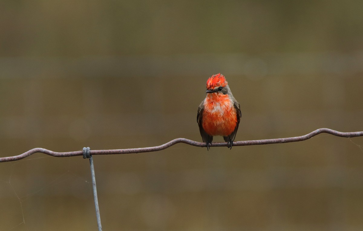 Vermilion Flycatcher - ML645778426