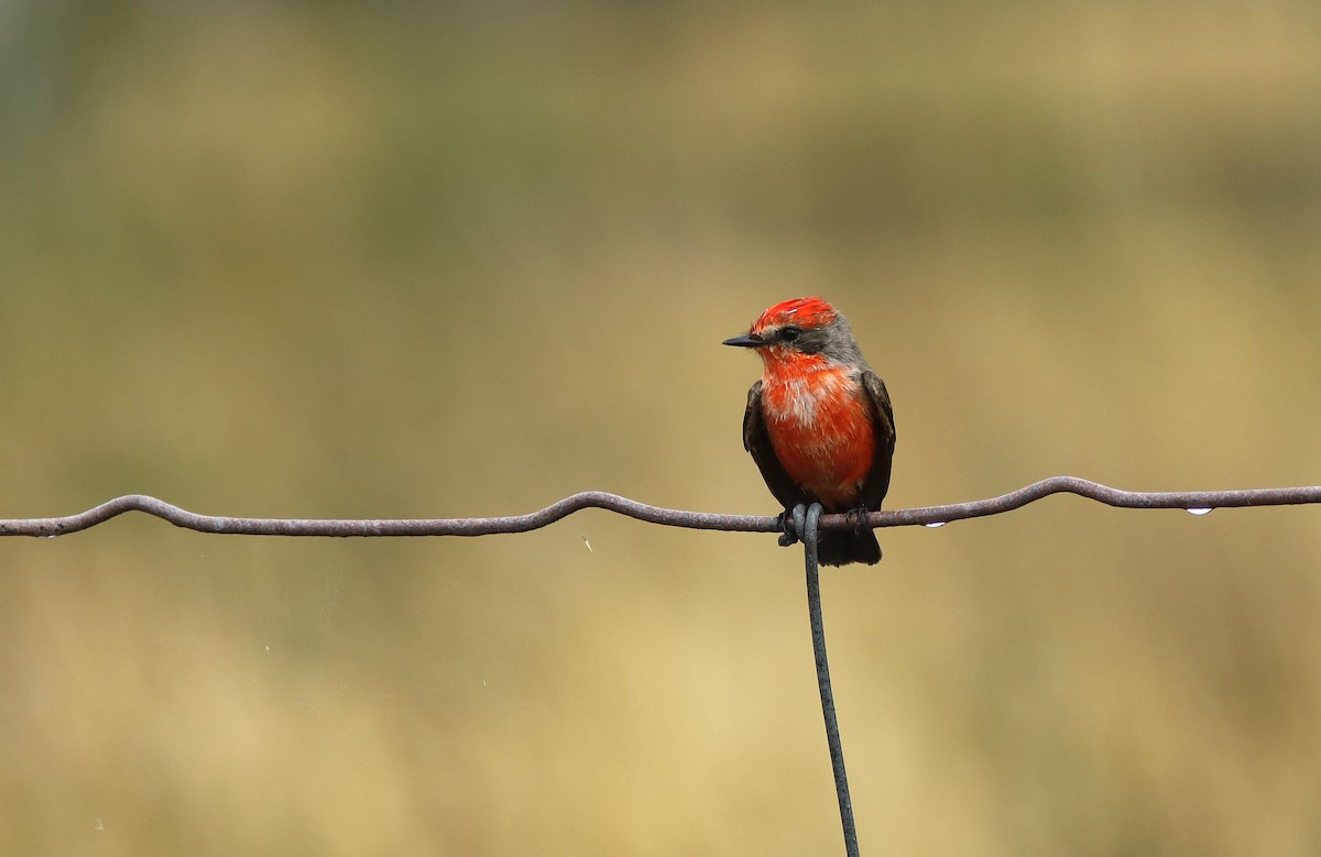 Vermilion Flycatcher - ML645778427