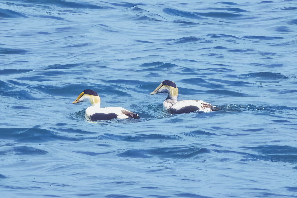 Eider arrunta - ML645778430