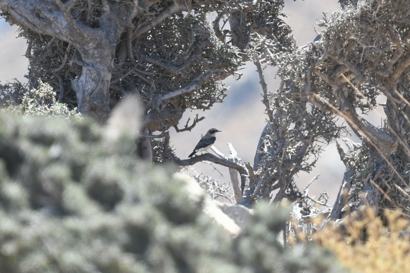 Eastern Black-eared Wheatear - ML645778437