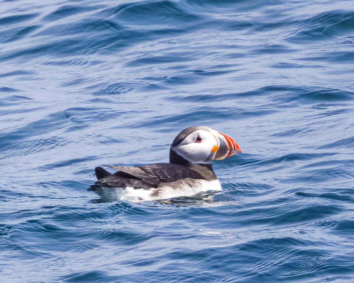 Lanperna-musu atlantikoa - ML645778445