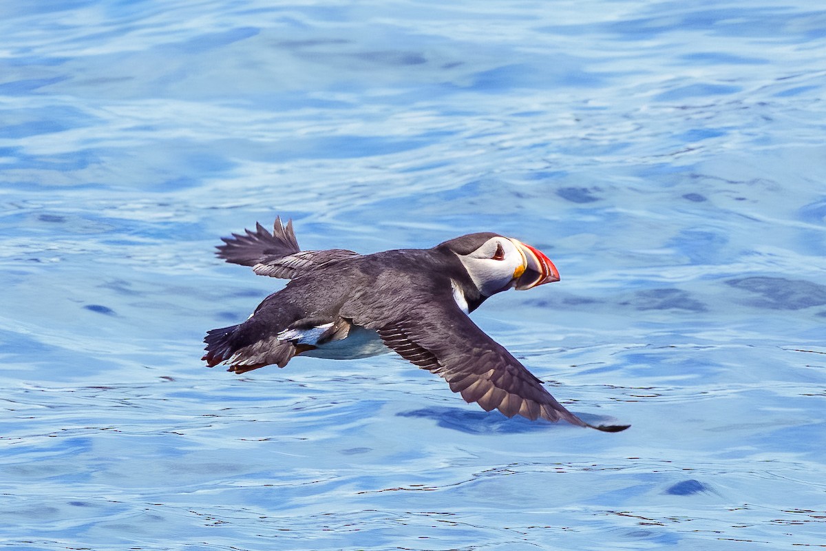 Lanperna-musu atlantikoa - ML645778446