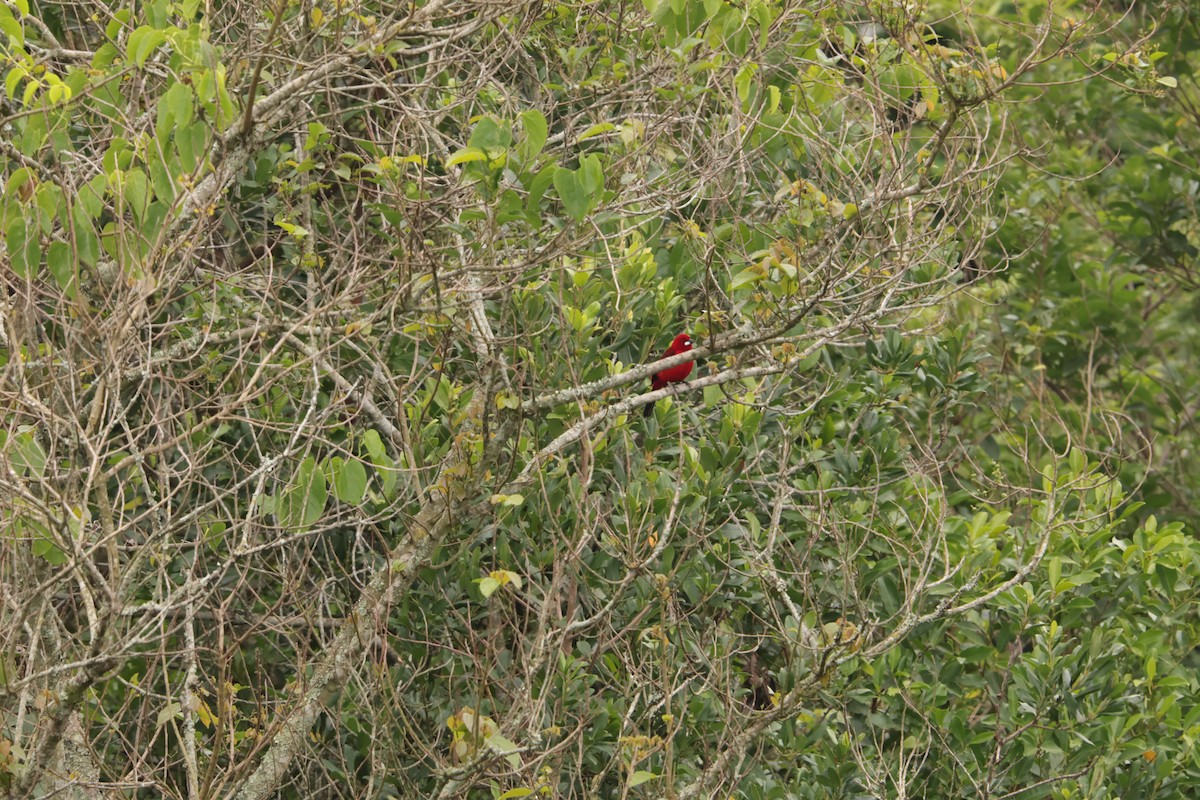 Brasiltangare - ML645778451