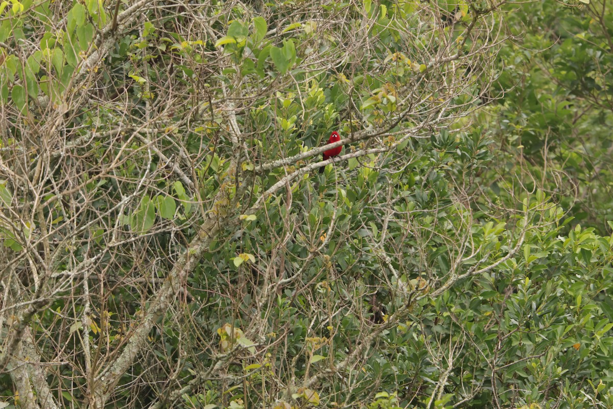 Brasiltangare - ML645778452