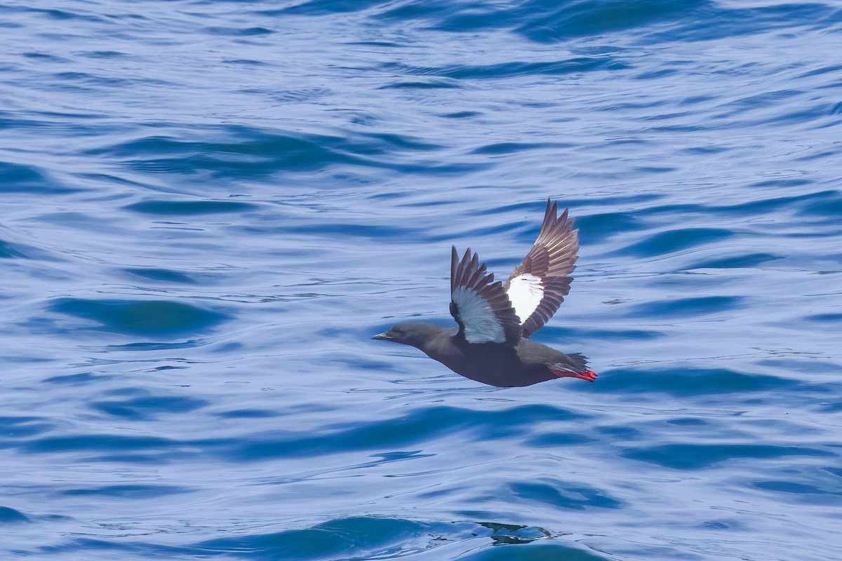 Pottorro hegalzuri atlantikoa - ML645778456