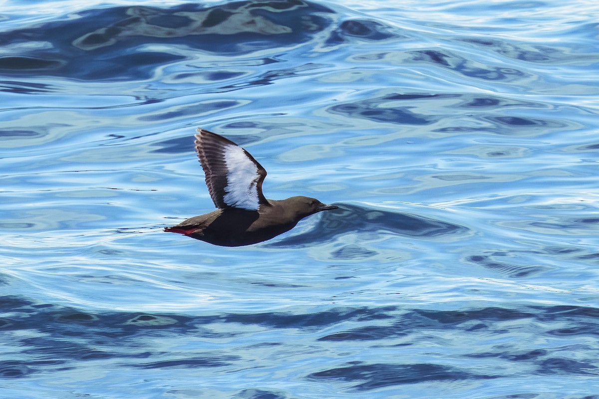 Pottorro hegalzuri atlantikoa - ML645778457