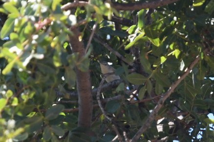 Eastern Olivaceous Warbler - ML645778459