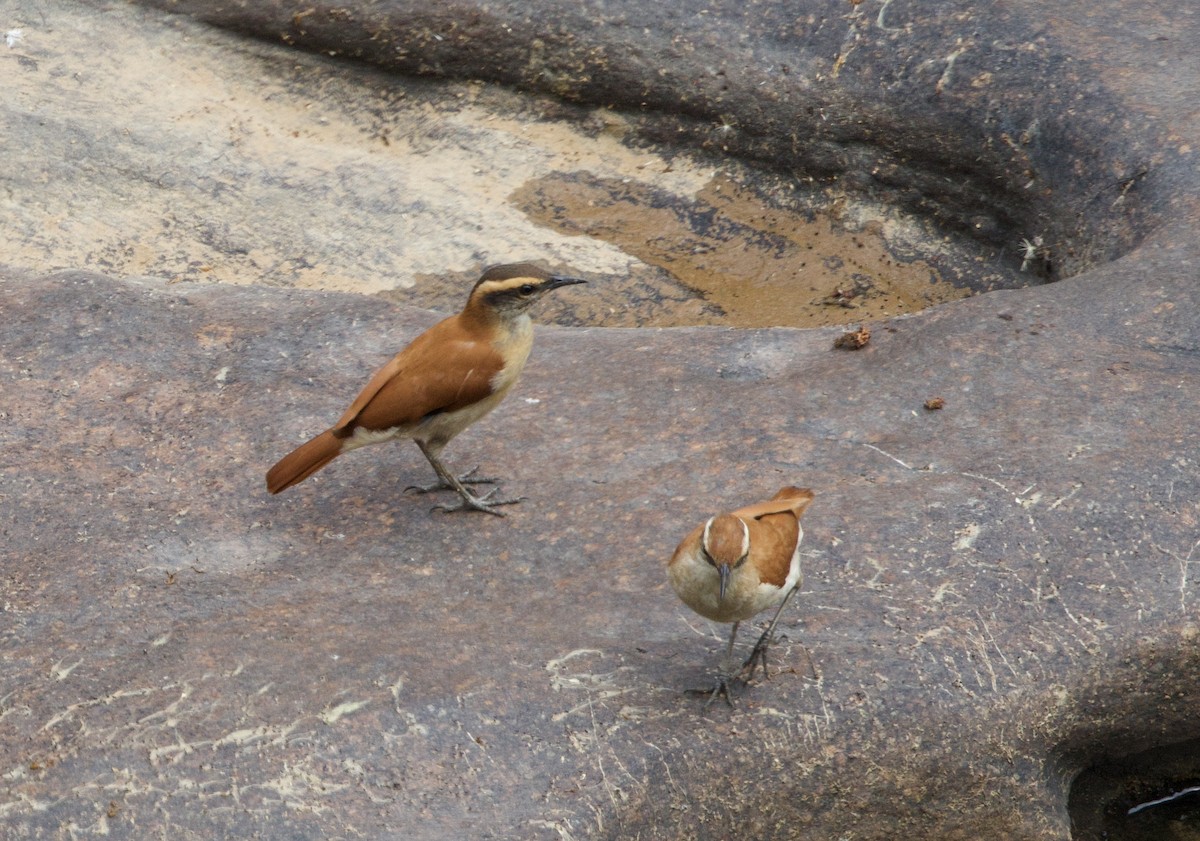 Schwarzspitzentöpfer - ML645778462