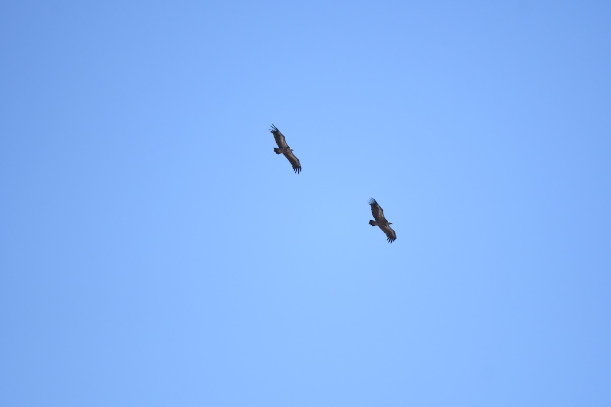 Eurasian Griffon - ML645778464